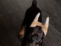 Herkesin Hayali Doberman Hayallerinizi Ertelemeyin