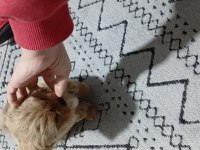 Bazı sebeplerden dolayı vereceğim maltipoo