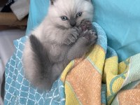 British Shorthair Blue Point anne baba dik kulak blue Point