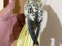 41 GÜNLÜK HARİKA SULTAN PAPAĞANI BEBEK