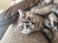 British Shorthair Kedisi