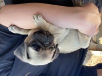 Pug yavrumuzu sahiplendiriyoruz
