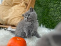 Ev ortamın da büyüyen a kalite minnoş kedilerim