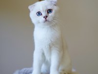 Anne Baba Şecereli Scottish Fold