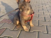 Lilac tan isabella taşıyıcı fluffy carier french bulldog