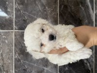 Kar topu bichon frise bebekler