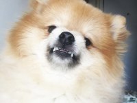 POMERANİAN 3 yaşında erkek