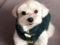 Tecaup Maltese Terrier