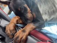 Eğitim Ve Bakım Destekli Doberman