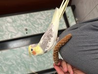 Bebek Gibi Sultan Papağanı