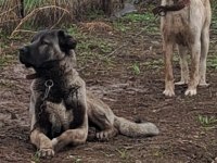 SİVASIN DEV KANGAL KÖPEKLERİ