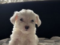 TERRIER YAVRULARIMIZ