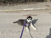 Saf kan husky yavrumuz yeni yuvasını bekliyor