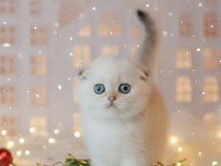 Yılbaşı Hediyeniz Silver Scottish Fold 