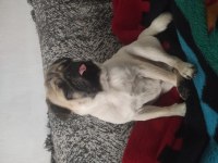 6 aylık pug
