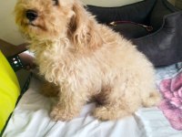 1.5 yaşında dişi poodle