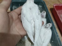 Albino sultan yavrusu