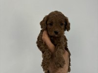 KORE KAN MALTİPOO BEBEKLERİM