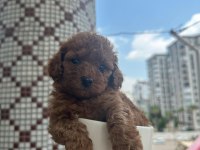 Toy poodle yavrularımız
