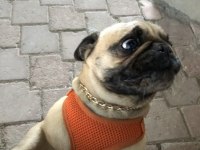 Yetişkin dişi pug 5.5 yaşında