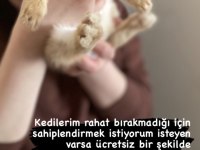 Evcil tavşan