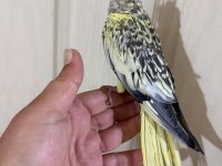 51 Günlük Harika Sultan Papağanı Bebek