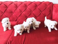 Maltese Terrier Küçük Ve Büyümeyen Süt Gibi Bebekler