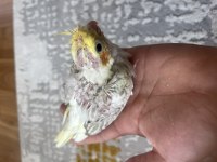 El besleme bebek sultan papağanları