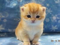 Full şecereli safkan british shorthair