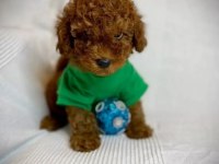 Toy Poodle Bebek