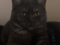 1.5 Yaşında Genç Erkek British Shorthair