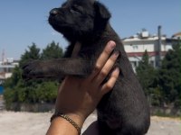 Koyu Renk Belçika Kurdu Yavrusu