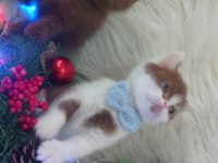British shorthair kediğiği sahiplendirme