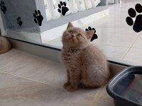 Saf Kan British Shorthair Yavrularımız