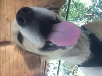 Golden retriever sağlıklı yer sıkıntımız var