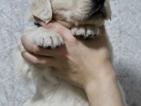 2 aylık golden retriever yavrularım