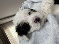 En güzel morkie bebekleri