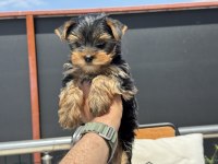 Wc eğitimli tea cup yorkshire terrier
