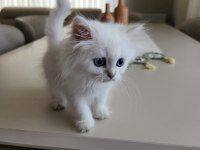 Silver point british longhair ny1233 blue eyes