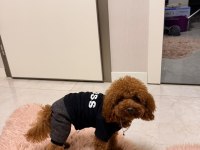 EN TATLI POODLE BEBEKLER