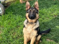 Safkan k9 yavrular yeni sahiplerini bekliyor