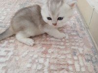 Anne British Shorthair Baba Amerikan Shorthair