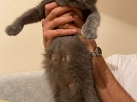Çok uslu british shorthair