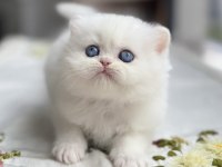 Özel Tip Bembeyaz Mükemmel Kalite Chinchilla