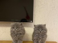 BRITISH LONGHAIR GRİ YAVRULARIM 