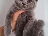 British shorthair yavrular 3,5 aylık