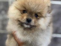 Orjinal ayı surat Pomeranian Boo yavrular