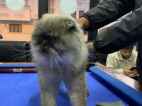 British slonghair casper yeni sahibini bekliyor