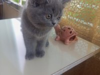 Muhteşem güzellikte british shorthair yavrular yuva arıyor
