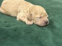 Toy poodle yavrularım rezerveye açıklar